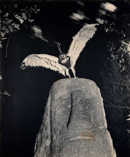 ©Joan Fontcuberta, Cercophitecus, dalla serie Fauna, 1985