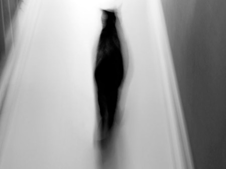 Efrem Raimondi, Strip, 2013