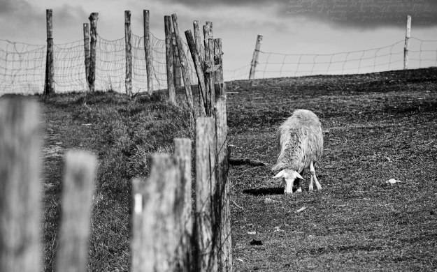 Paesaggio, gennaio 2020